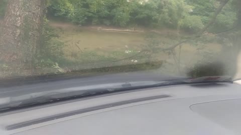 Heron: A Short Video About A Heron