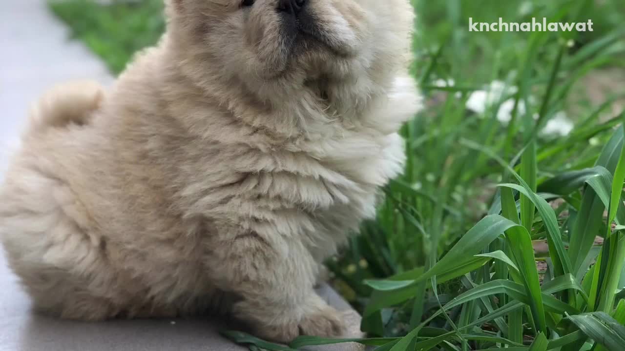 Music white puppy chews on pink leash on grass