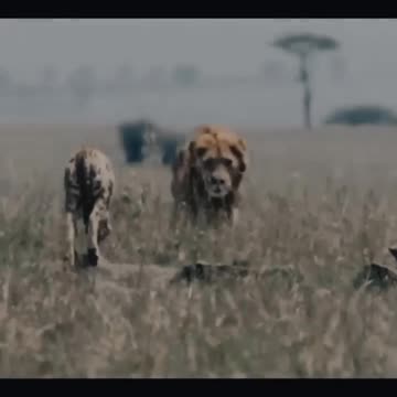"Courageous Motherhood: Cheetah Defends Her Cubs Against the King of the Jungle"