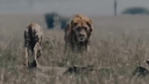 "Courageous Motherhood: Cheetah Defends Her Cubs Against the King of the Jungle"