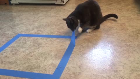 FUNNY CATS REACTION, CAN CATS RESISTE SITTING IN TAPED SQUARE?