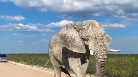 White Elephant With Attitude!