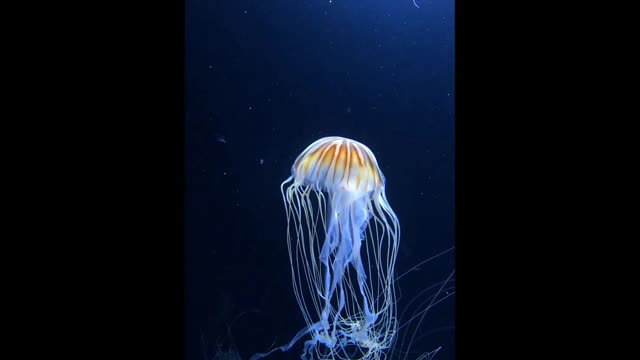 Beautiful jellyfish