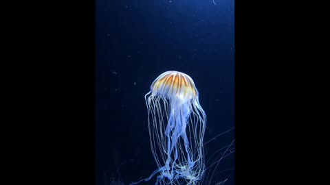 Beautiful jellyfish