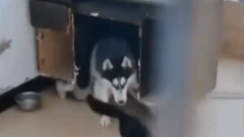 dog and cat