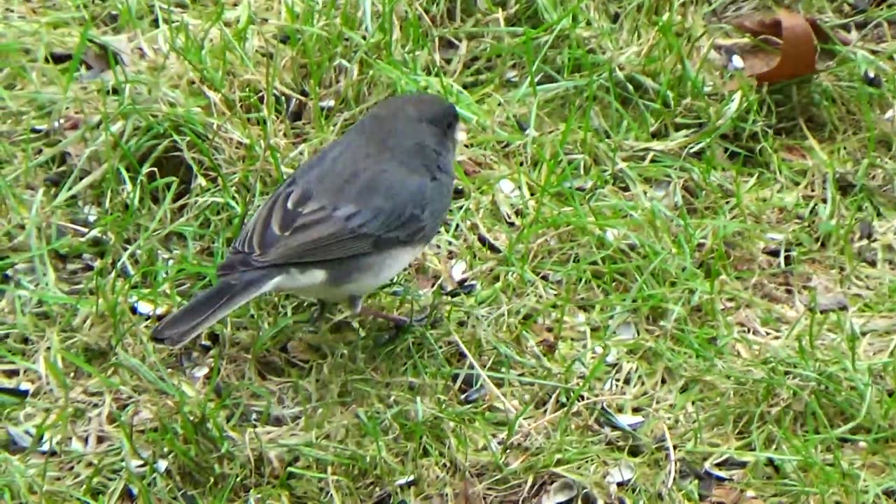 Dark-eyed junco