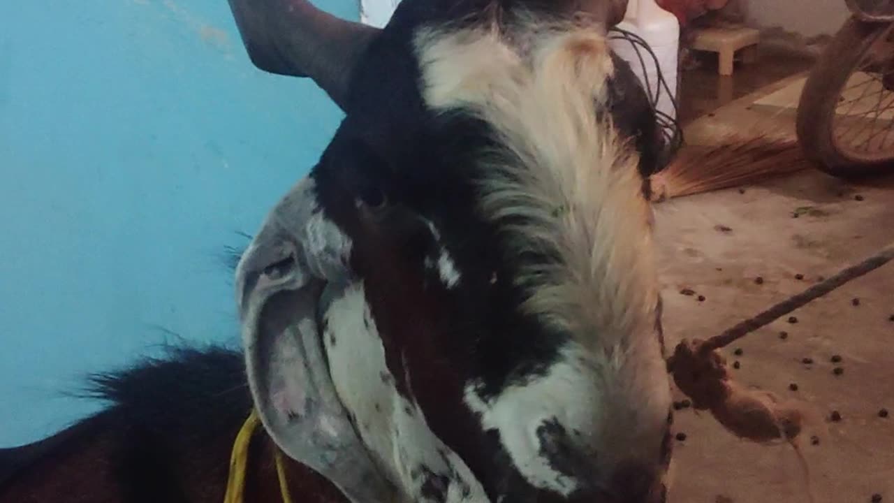 my Goat Bakra last eid