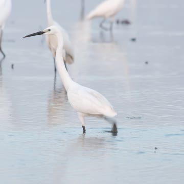 Most Beautiful Birds in Nature 06