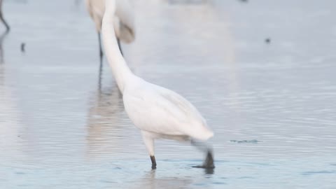 Most Beautiful Birds in Nature 06