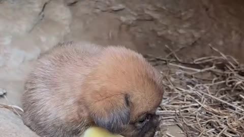 The dog used the chick as a pillow