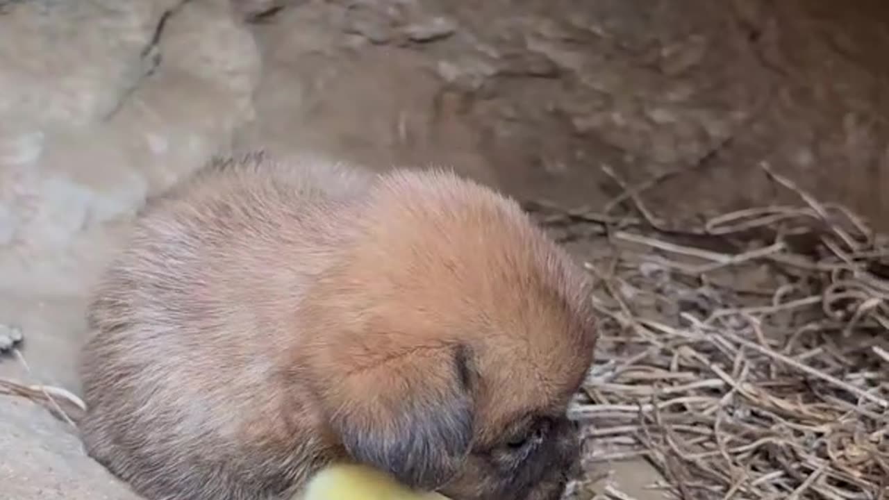 The dog used the chick as a pillow