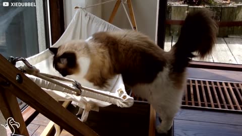 Cat Will Get In This Hammock If It's The Last Thing He Does