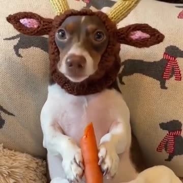 Carrots are a dog's favorite treat