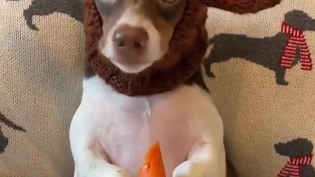 Carrots are a dog's favorite treat