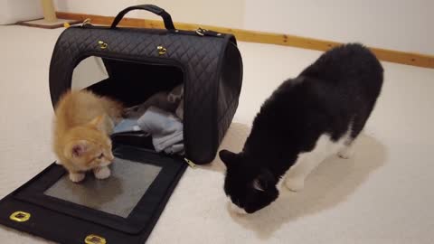 New Kitten Meets Cats For The First Time