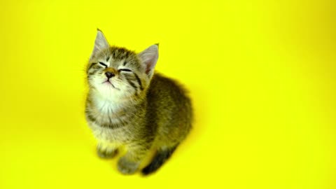 Kitten on a yellow background