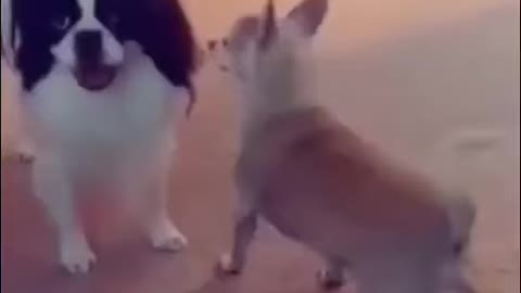 Funny video of dog dancing