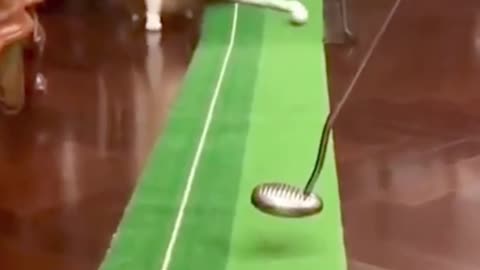 Funny Cat Stopping Golf Ball