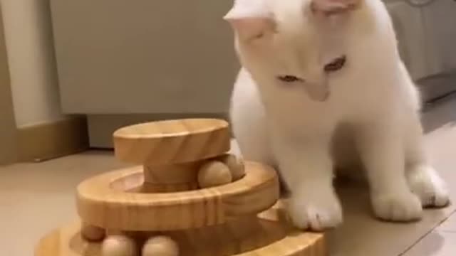 Funny cats animals videos