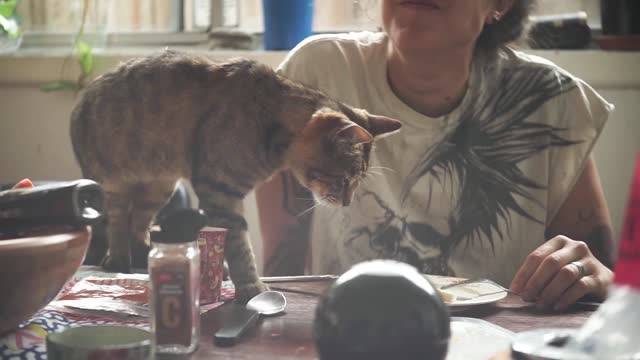 I do not advise what the cat did