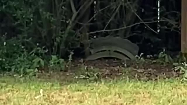 Bobcat Spotted in Muskogee