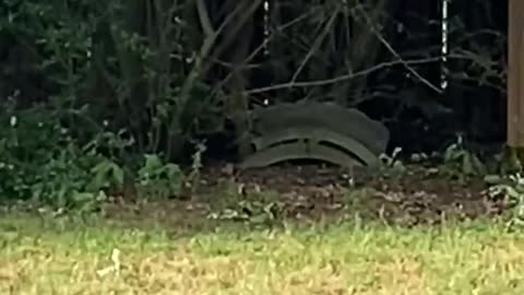 Bobcat Spotted in Muskogee