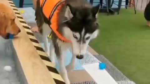 About Husky dog features amazing video