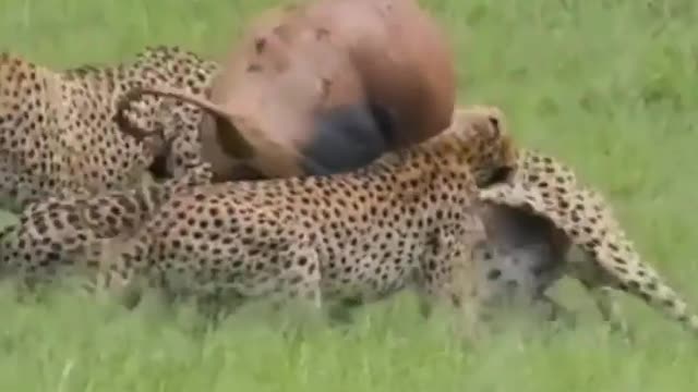 Cheetah in action