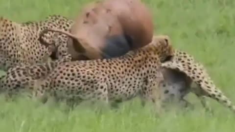 Cheetah in action