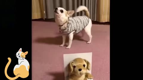 Cute and Funny Pets Video