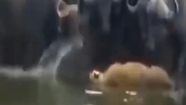 A lion was gored to death by 100 buffalos..