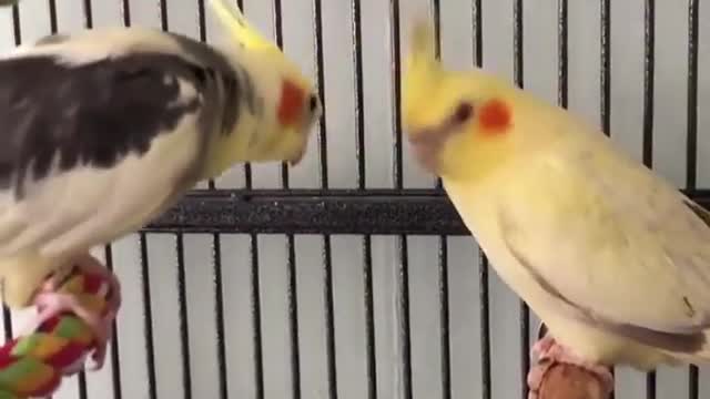 #Trending Parrots Singing A Song