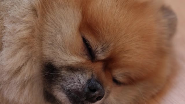 /close-up-view-of-a-dog-sleeping