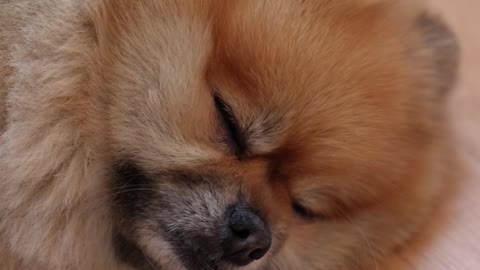 /close-up-view-of-a-dog-sleeping