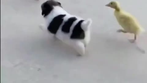 Cute video of little ducks and puppy.