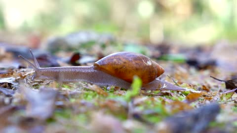 Snail Stock Video Footage
