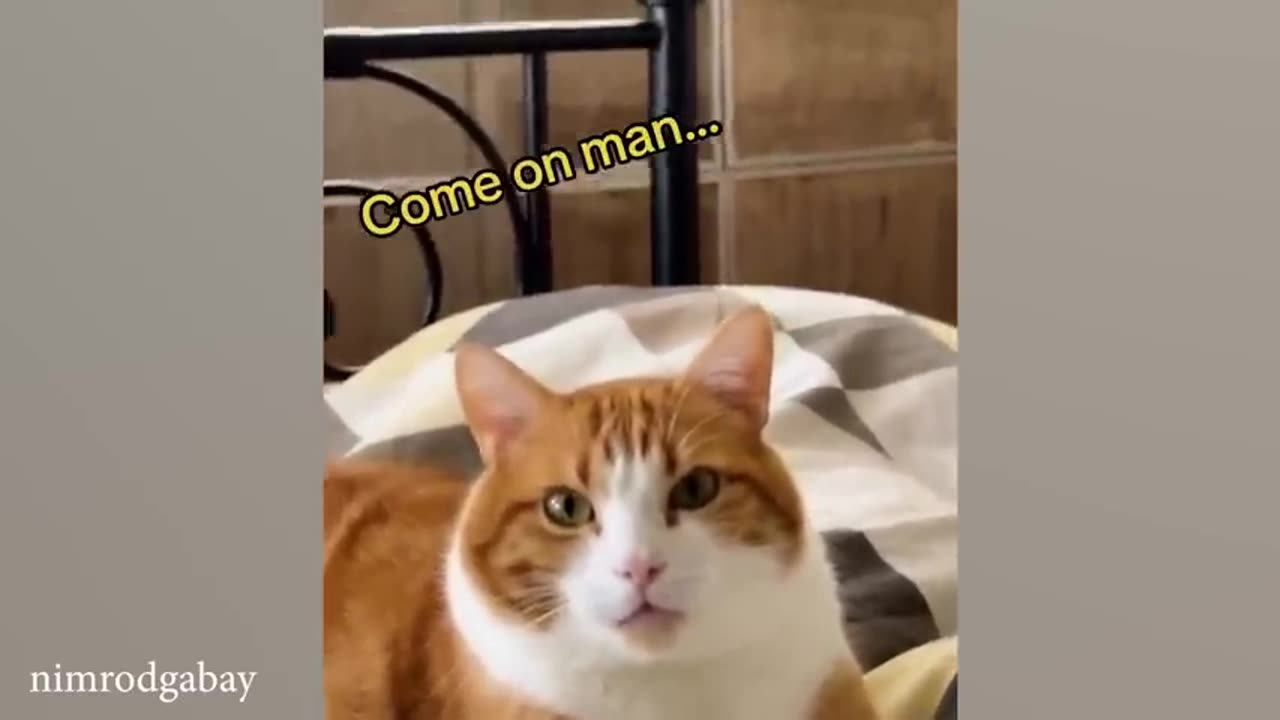 When Your Cats Speak English Like a Pro