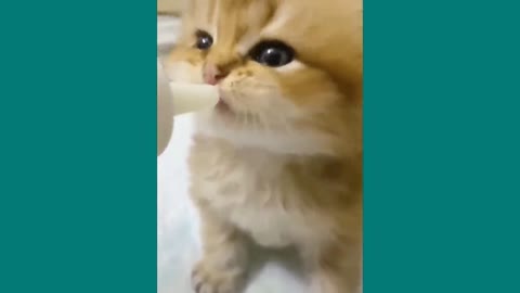 Funny Cats - Videos Compilation