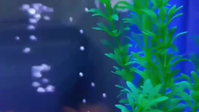 Come and see my little fish, so cute