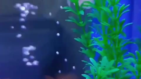 Come and see my little fish, so cute