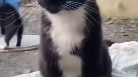 Funny cat