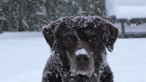 dog in the snow