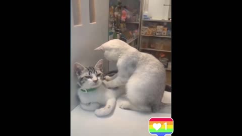 Cute cats Video. Lovely cats Videos. Funny cats video