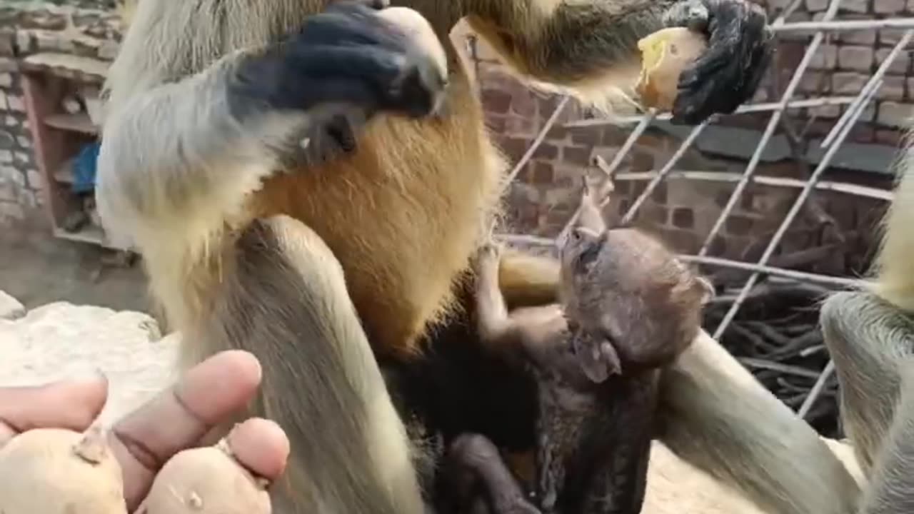 Monkey feeding