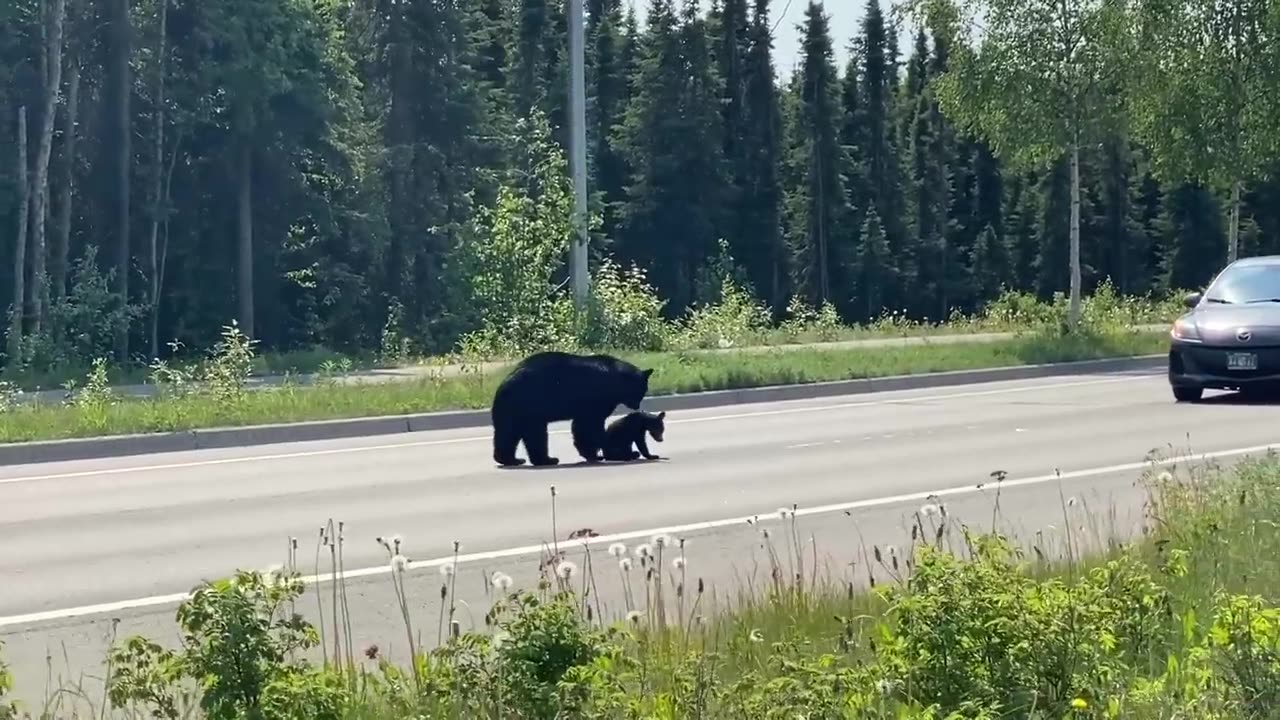 Mama bear helps cub stopped in street|| viral