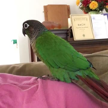 Parrot dances in sync with owner