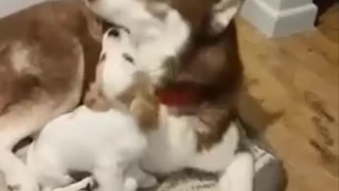 Best Videos for Animal Lovers. Video # 38