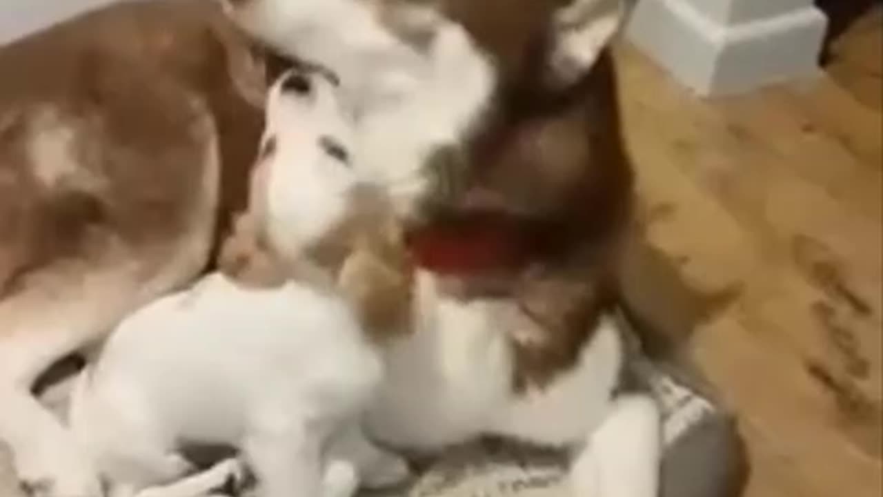 Best Videos for Animal Lovers. Video # 38