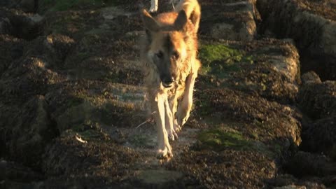 A German Shepard and another dog run along a beach jetty in slow motion