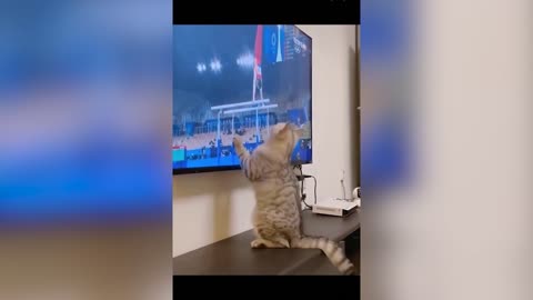 All the time the cat is watching TV